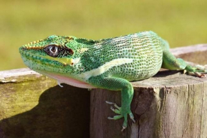 Anolyis knight - bravely chroniąca jaszczurka Anolyis knight - bravely chroniąca jaszczurka